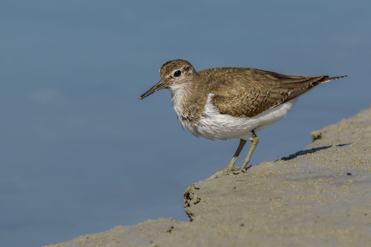 Piro piro piccolo (Actitis hypoleucos)